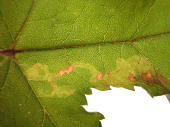 Mine of Phytomyza heracleana on Heracleum