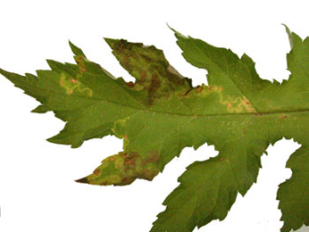 Mine of Phytomyza heracleana on Heracleum