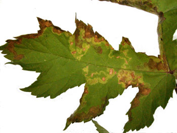 Mine of Phytomyza heracleana on Heracleum