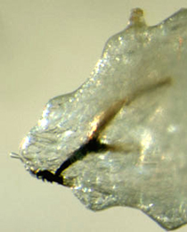 Phytomyza heracleana larva,  lateral