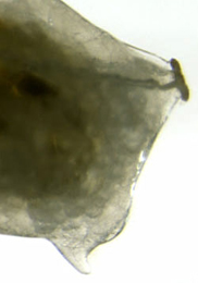 Phytomyza heracleana larva,  lateral