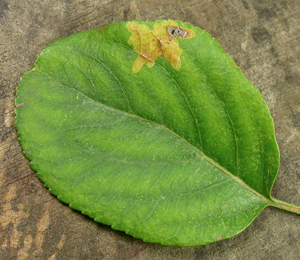 Mine of Phytomyza heringiana on Malus domestica