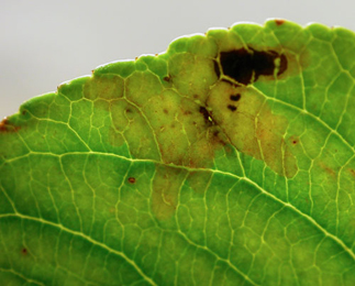 Mine of Phytomyza heringiana on Malus domestica