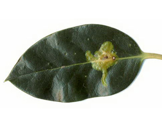 Mine of Phytomyza ilicis on Ilex aquifolium