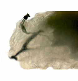 Phytomyza ilicis larva,  lateral