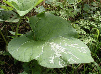 Mine of Phytomyza lappae on Arctium sp.