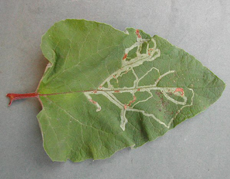 Mine of Phytomyza lappae on Arctium sp.