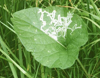 Mine of Phytomyza lappae on Arctium sp.