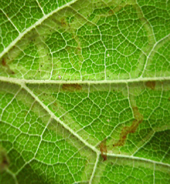 Mine of Phytomyza lappae on Arctium sp.