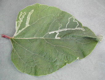 Mine of Phytomyza lappae on Arctium sp.