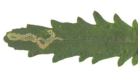 Mine of Phytomyza leucanthemi on Leucanthemum vulgare