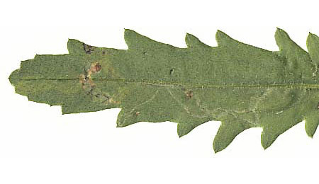 Mine of Phytomyza leucanthemi on Leucanthemum vulgare