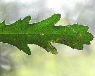 Mine of Phytomyza leucanthemi on Leucanthemum vulgare