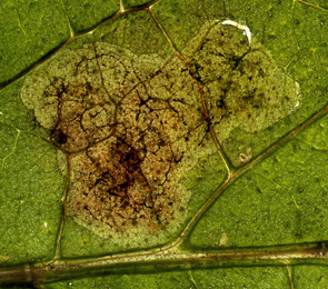 Mine of Phytomyza medicaginis on Symphytum officinale. Image: © Willem Ellis (Source: Bladmineerders en plantengallen van Europa)