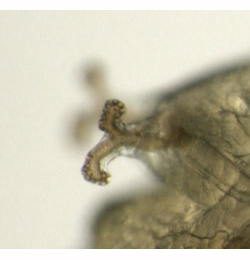 Phytomyza medicaginis larva,  anterior spiracles,  lateral