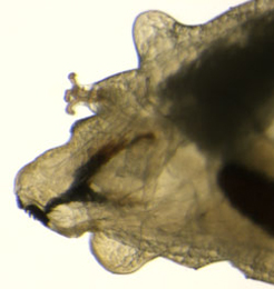 Phytomyza medicaginis larva,  lateral
