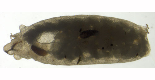 Phytomyza medicaginis larva,  lateral