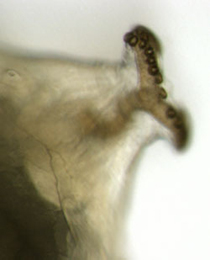 Phytomyza medicaginis larva,  posterior spiracle,  lateral