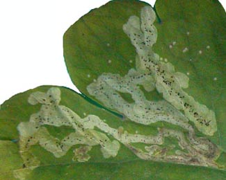 Mine of Phytomyza minuscula on Aquilegia vulgaris