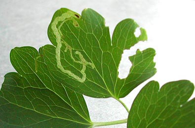 Mine of Phytomyza minuscula on Aquilegia