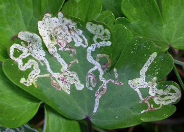 Mine of Phytomyza minuscula on Aquilegia vulgaris