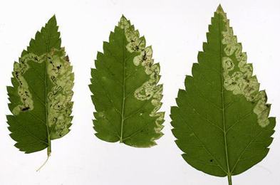 Mine of Phytomyza obscurella on Aegopodium podagraria