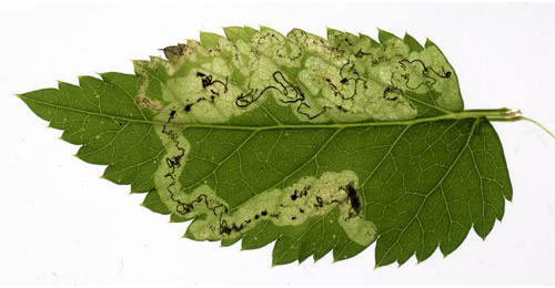 Mine of Phytomyza obscurella on Aegopodium podagraria