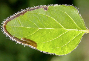 Mine of Phytomyza origani on Origanum vulgare