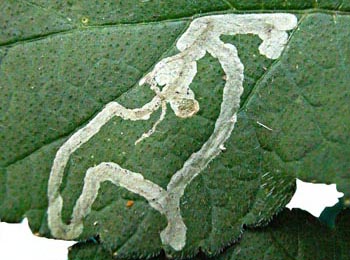 Mine of Phytomyza pastinacae / spondylii on Heracleum