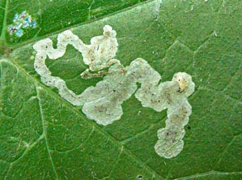 Mine of Phytomyza pastinacae / spondylii on Heracleum