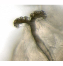 Phytomyza pastinacae / spondylii larva,  anterior spiracle,  lateral