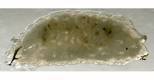 Phytomyza pastinacae / spondylii larva,  lateral