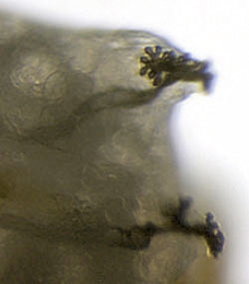 Phytomyza pastinacae / spondylii larva,  posterior spiracles,  dorsal