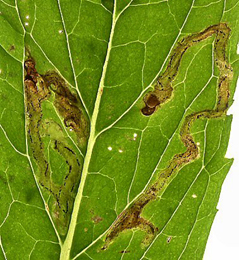 Mine of Phytomyza petoei on Mentha