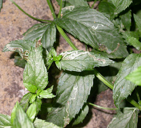 Mine of Phytomyza petoei on Mentha