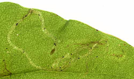 Mine of Phytomyza plantaginis on Plantago lanceolata. Image: © Willem Ellis (Source: Bladmineerders en plantengallen van Europa)