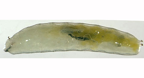 Phytomyza plataginis larva,  lateral