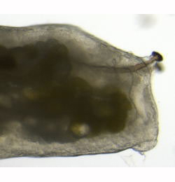 Phytomyza plataginis larva,  lateral