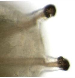 Phytomyza plataginis larva,  posterior spiracles,  dorsal