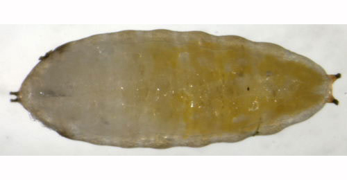 Phytomyza plataginis puparium