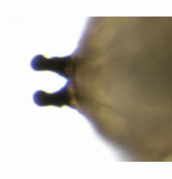 Phytomyza plataginis puparium,  anterior spiracles,  dorsal