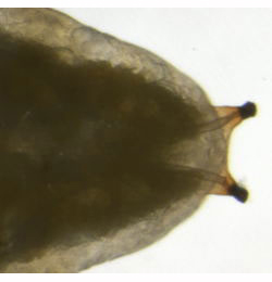 Phytomyza plataginis puparium,  anterior spiracles,  dorsal