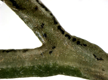 Mine of Phytomyza pullula on Tripleurospermum maritimum