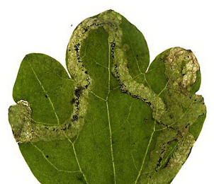 Mine of Phytomyza ranunculi on Ranunculus repens