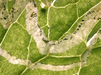 Mine of Phytomyza ranunculi on Ranunculus repens