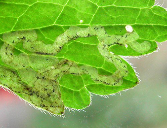 Mine of Phytomyza ranunculi on Ranunculus