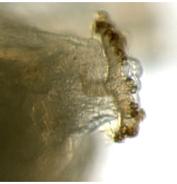 Phytomyza ranunculi larva,  posterior spiracle,  lateral