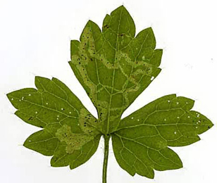 Mine of Phytomyza ranunculivora on Ranunculus repens