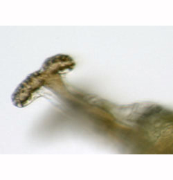 Phytomyza rydeni larva,  anterior spiracle