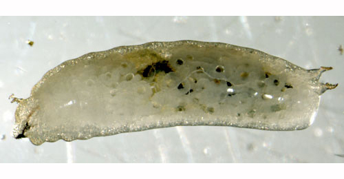 Phytomyza rydeni larva,  lateral